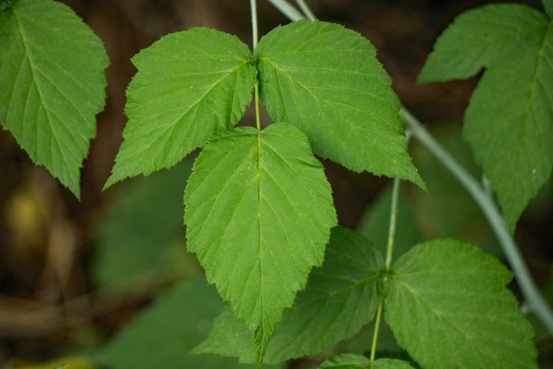 Poison Ivy Removal in West Chester, PA