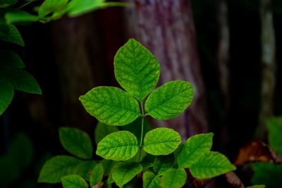 Poison Ivy Removal in Newark, DE